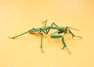 カマキリ.jpg